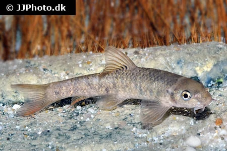Doktorfisk (Garra rufa)